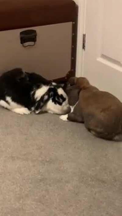 To whoever needs to hear it, have patience and faith with your bonding no matter how stuck you feel.