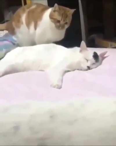 A surprise betrayal from Benito Mussokitti