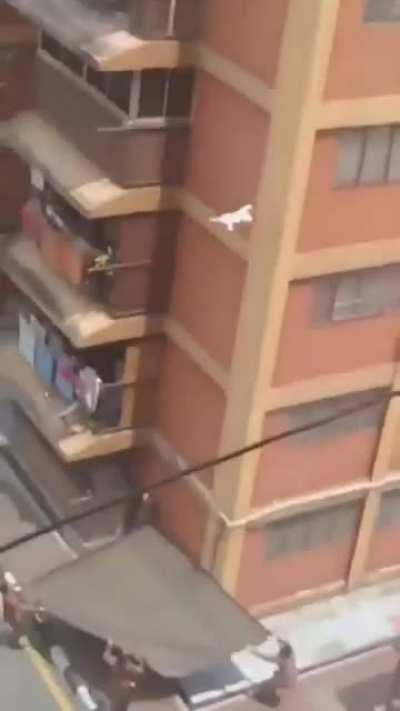The cat was pushed down from the 7th floor, the ending is heart warming