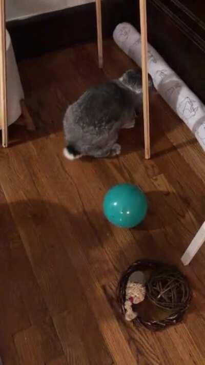 Woodrow's new ball. He likes it I think!