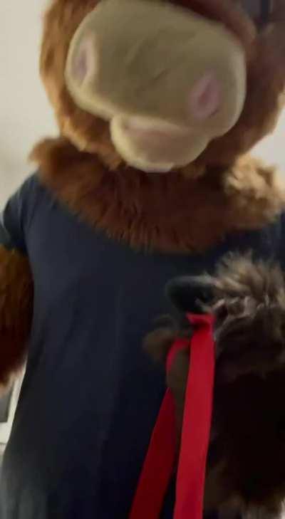 [M/M] POV: You're getting dicked down by a horny Donkey~