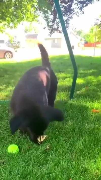 Good boy makes a new butterfly friend