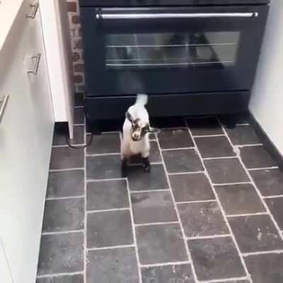 Rule 2. Other animals may enter the cat dimension. Such submissions are tolerated.