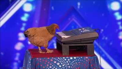 Chicken plays the keyboard (UNBELIEVABLE FOOTAGE)
