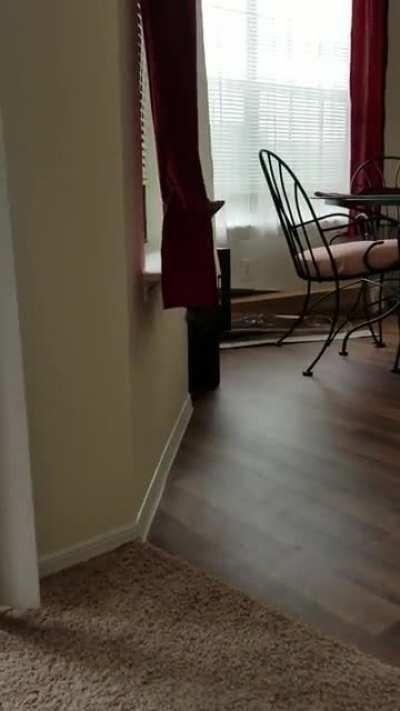 Smol miscreant gets policed after engaging in criminal activities