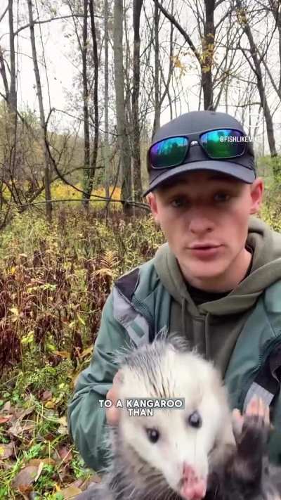 Facts about Opposums