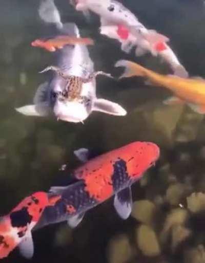 Yo I love this dude what is he