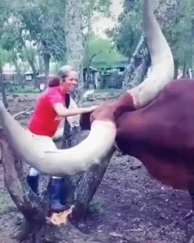 Even bigger than the tree