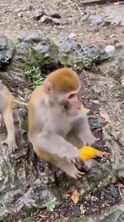 Sacanagem com o macaquin