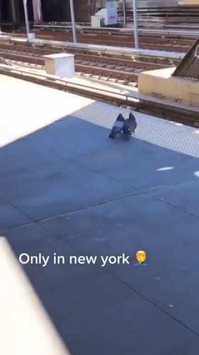 Pigeon mafia throws a wounded pigeon under the running train!!