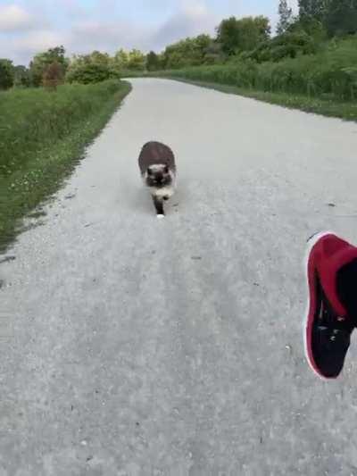 Just a casual morning jog with my Ragdoll cat Hamilton 😻