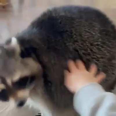 An absolute unit of raccoon and fluff