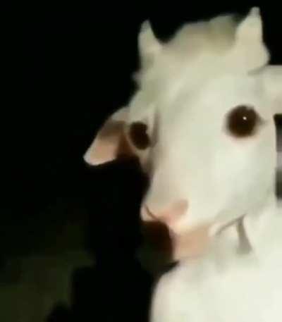 cursed_goatthatlookslikeasriel