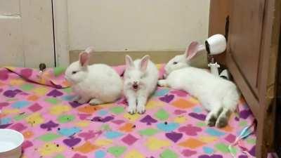 BIG YAWN from little kit