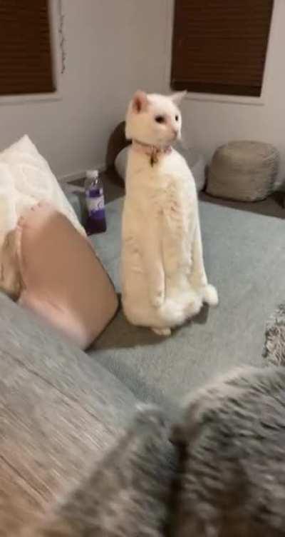 Excuse me what is my cat doing