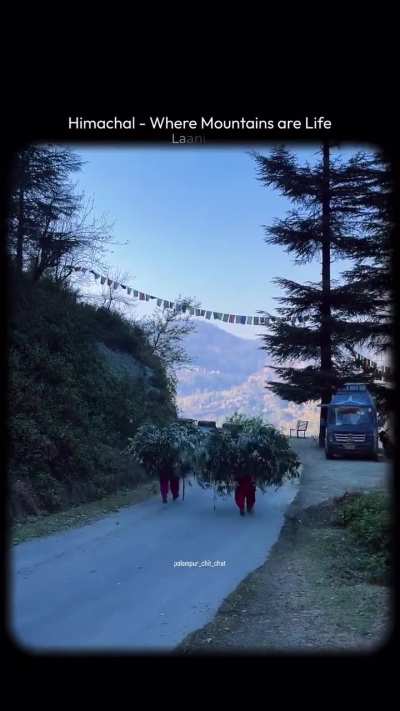 Where the mountains meet serenity- Palampur