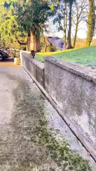 Mini goats are crazy!