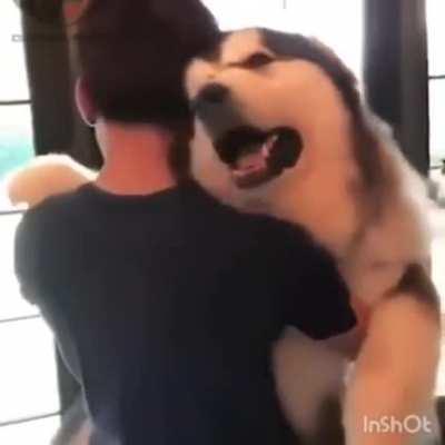 Fluffy puppy malamute cuddle time