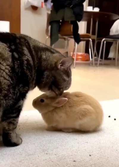 Cat and rabbit (with fun fact!)