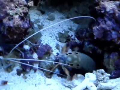 Shrimp tears off its own arm to give to an attacking Mantis shrimp.