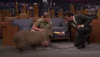 Jimmy Fallon on the Late Night Capybara Show