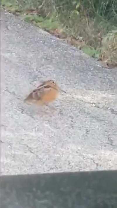 woodcock vibin in a whole 37 pixels