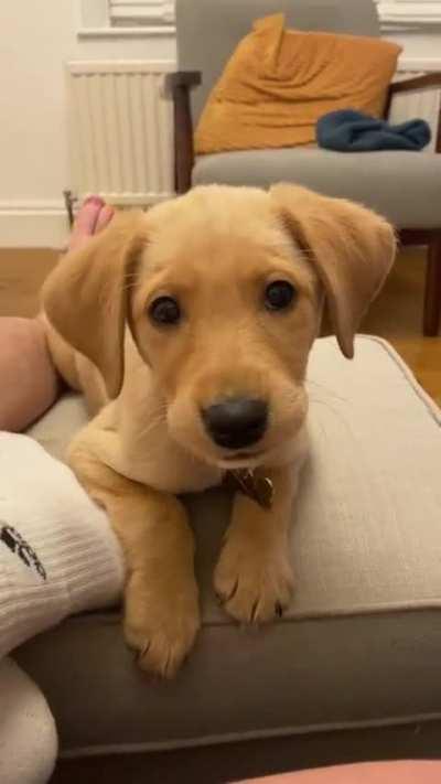 Watch out he is gonna bite you 