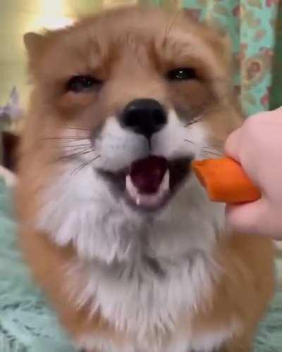 Fox eating a carrot