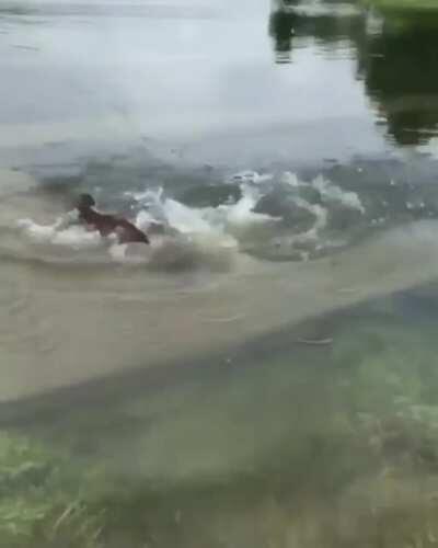 Poor dog doesn't realize depth of the water