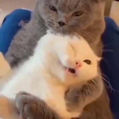 when i say i need cuddles, i mean THIS