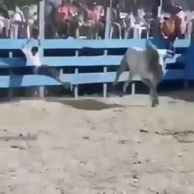 the bull always gets the dub