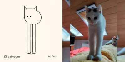 Failed animal drawings by @dailypurrr (gif)