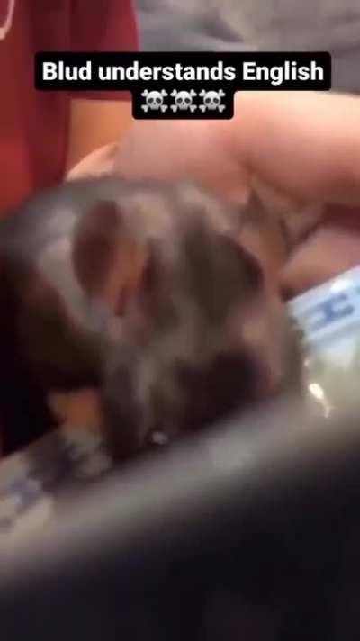 I think my dog understands english