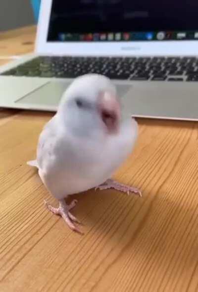 Little bird loves to dance