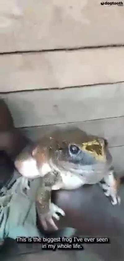 Absolute unit of a frog. Solomon Islands.