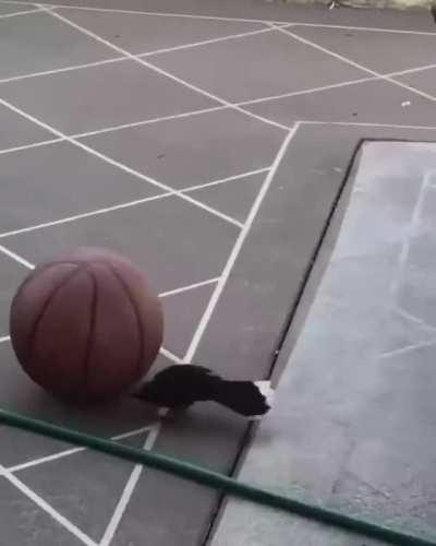 Basketball bullies helpless magpie.