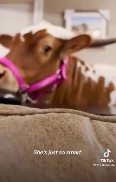 Pet cow
