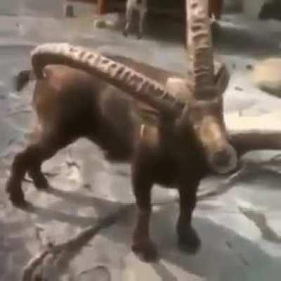 Rare tool found in the wild