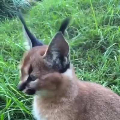 Caracal ear flicks..