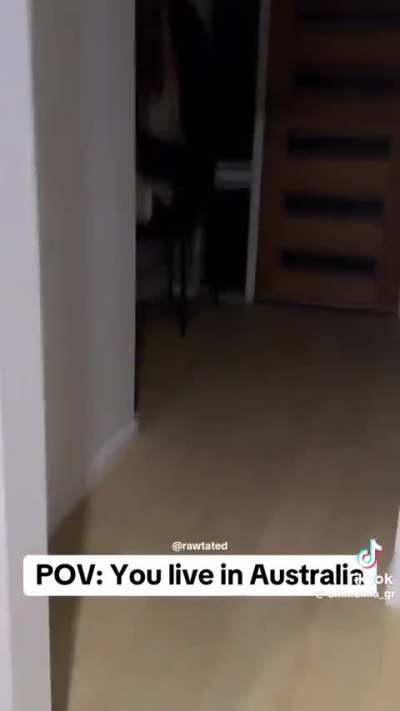 Aussie silently films as kangaroo destroys their house 