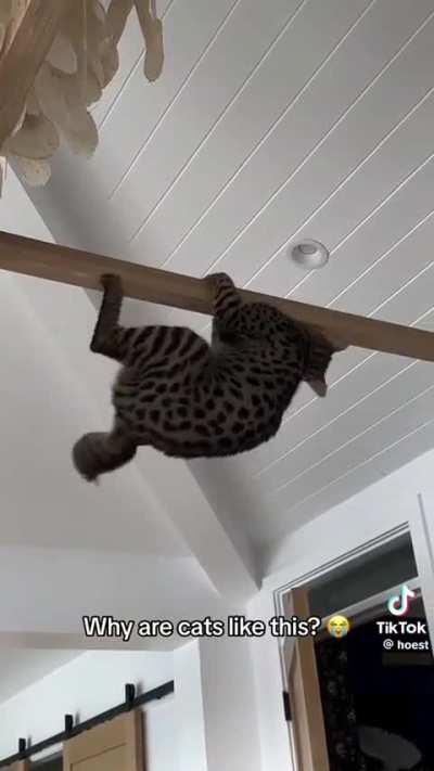 porque os gatos sao assim 