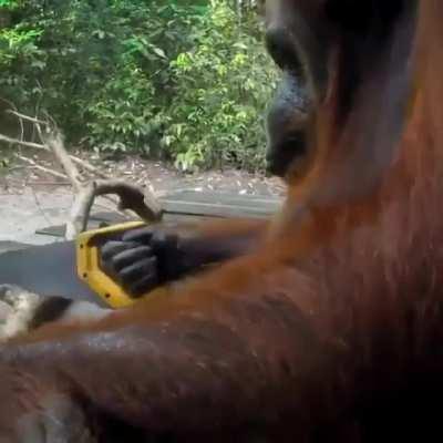 Orangutan using a tool