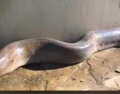 Don't disturb a snake when it's digesting.