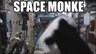 space monke