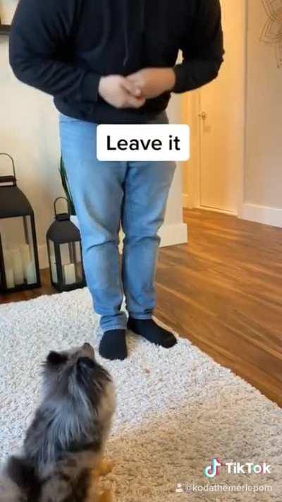 My 6 month old puppy showing off 14 tricks in 40 seconds.