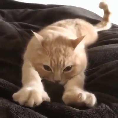 MoRtAlLy WoUnDeD cAt TrIeS tO rEaCh HiS kIlLeR fOr GrEaT jUsTiCe!