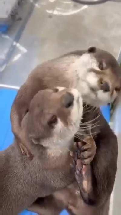 When you hug your significant otter after a long day