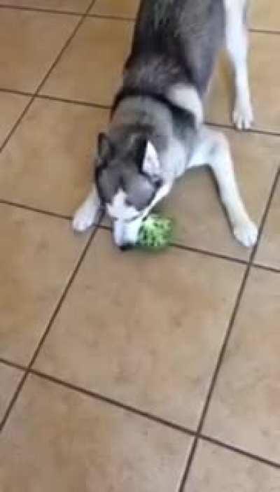Husky and Broccoli