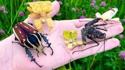 These amazingly camouflaged insects.
