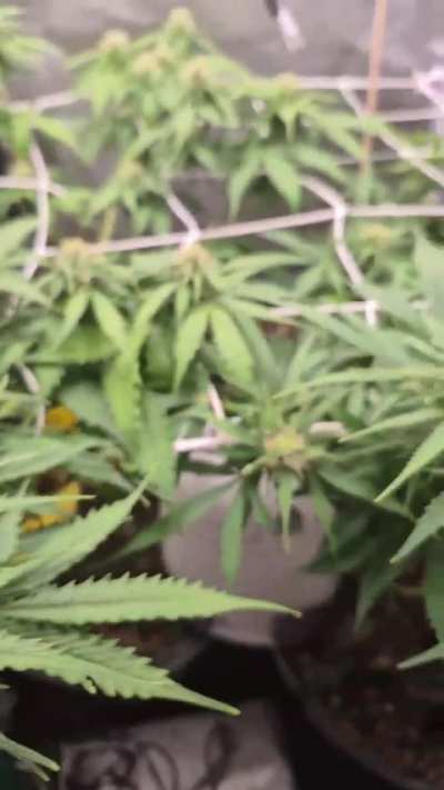 Uuuuuuuhhh så går de snart amok 😊🌿🌿🌿 lsd auto from barneys